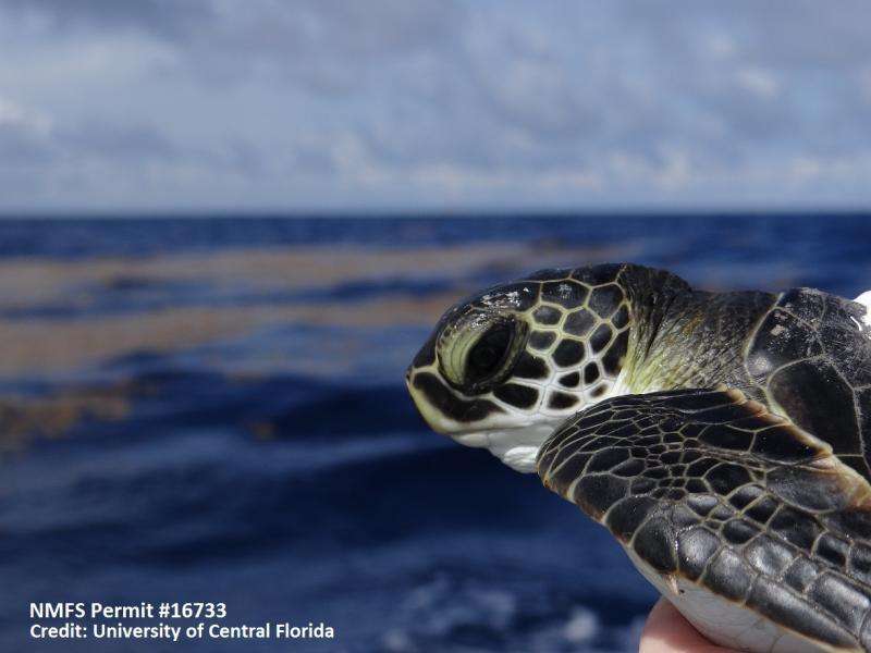 Ocean myth busted: 'Toddler' sea turtles are very active swimmers