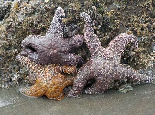 Ochre sea stars (Pisaster ochraceus), also called starfish, are seen in the tidepools of Kalaloch Beach 3 in the Olympic Nationa