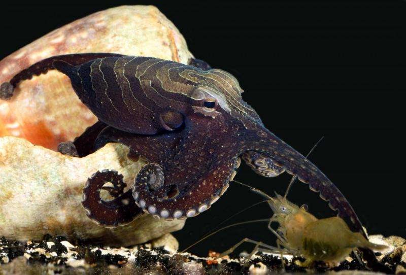 Octopus shows unique hunting, social and sexual behavior
