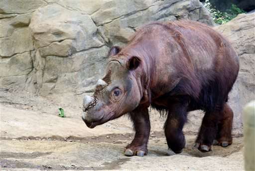 Ohio zoo sending endangered rhino to Indonesia to mate