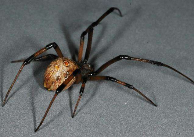 Oil-based pesticides most effective at killing contents of brown widow spider egg sacs