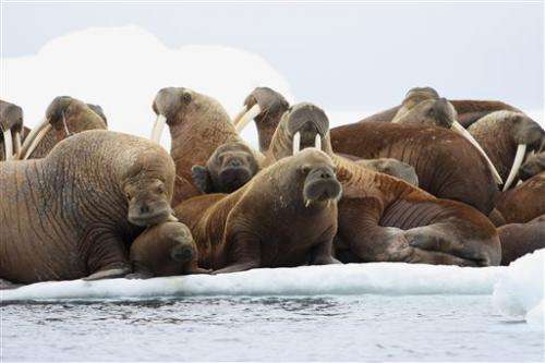 Oil drilling banned in Arctic area that attracts walrus