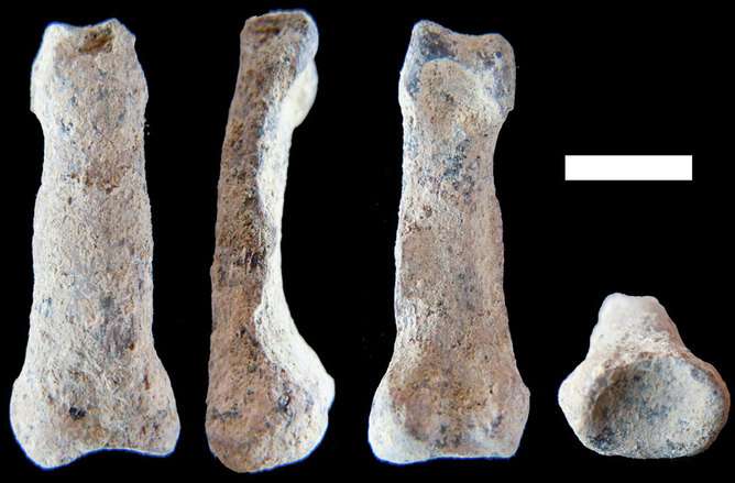 Oldest human-like hand bone may help us understand the evolution of tool making