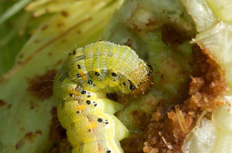 Old World bollworm could pose serious threat to more than cotton and corn