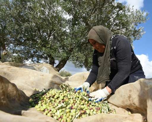 Olive harvest season in Tunisia began in late October
