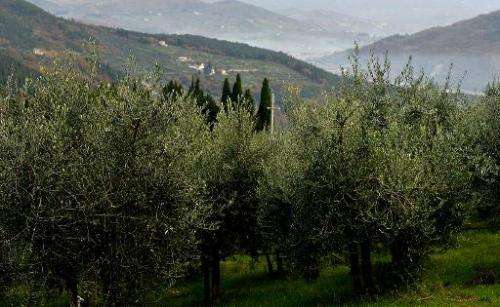 Olive trees in the hills of Fiesole, just outside Florence, Tuscany, on December 2, 2014. Brussels calls for &quot;complete vigi
