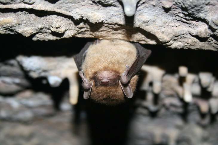 Once plentiful, northeastern bats now threatened by mysterious white-nose syndrome