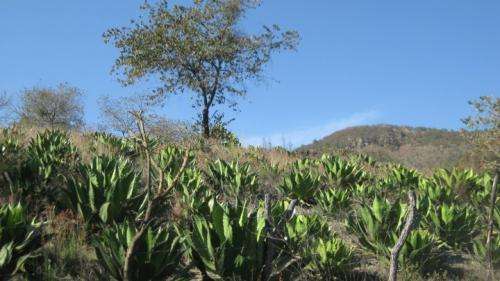 One battle in the war over Mexico’s agave spirits