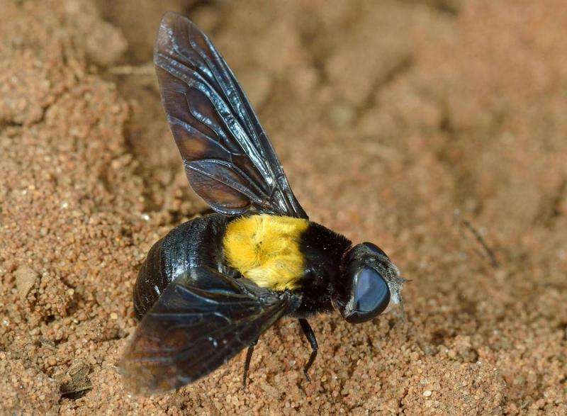 One new fly species, zero dead bodies: First insect description solely from photographs