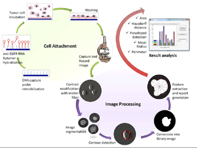 One-step tumor detection from dynamic morphology tracking on aptamer grafted surface