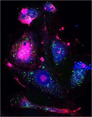 One-two punch catches cancer cells in vulnerable state