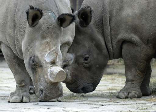 Only four white rhinos remain in the whole world - one in San Diego and three on the Ol Pejeta reserve in Kenya  