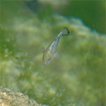 On the Edge of Extinction: Tiny Pupfish Go without Breathing to Survive their Harsh Environment