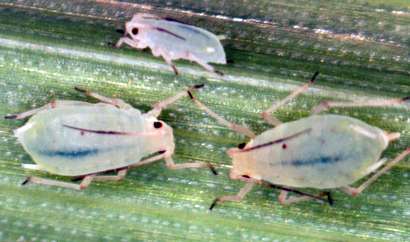 Open-access article takes a closer look at crop-damaging greenbugs