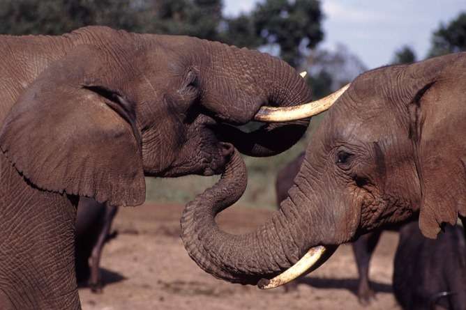 Opinion: Why banning the mammoth ivory trade would be a huge mistake
