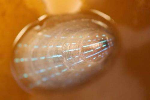 Optical features embedded in marine shells may help develop responsive, transparent displays