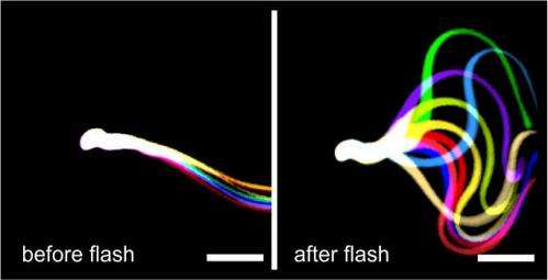 Optogenetics makes sterile mice fertile again
