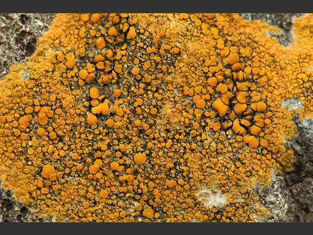 Orange lichens are potential source for anticancer drugs