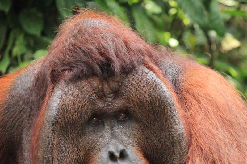 Orangutan females prefer dominant, cheek-padded males