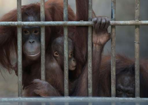 Orangutans caged at the Khao Pra Thab Chang Conservation Centre in Ratchaburi, Thailand, on November 11, 2015 as 14 of the apes 