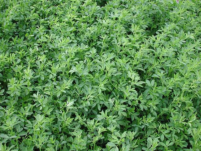 Organic seed coating for alfalfa helps prevent some soilborne diseases