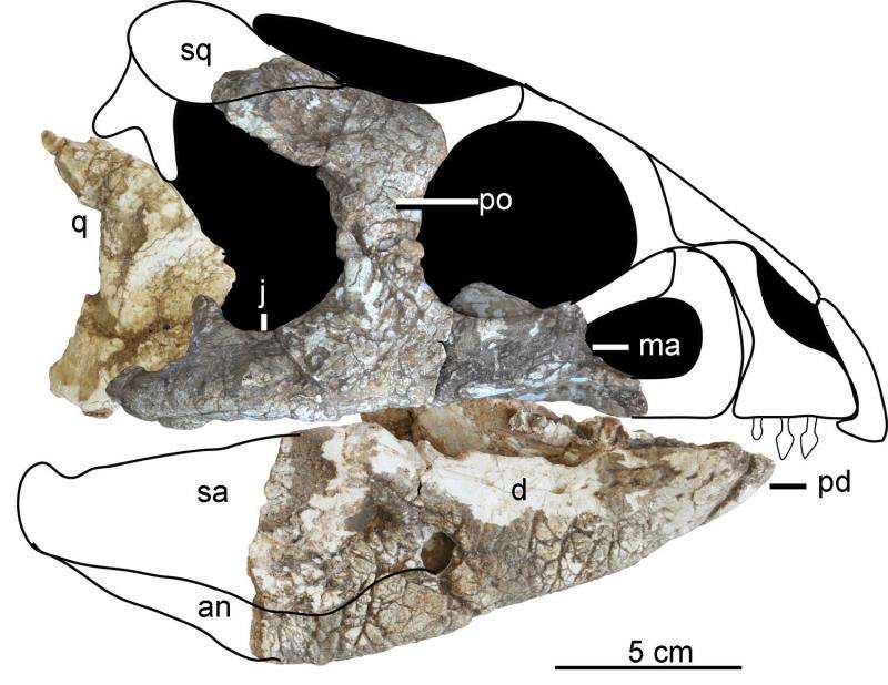'Ornamental' faced ceratopsian found in China
