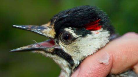 Ornithological ninjas infiltrate the woods on behalf of endangered woodpeckers