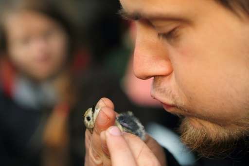 Ornithologist Michal Redlisiak checks the belly of a goldcrest at a remote camp run by bird experts and volunteers near Krynica 