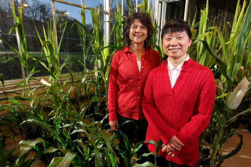 ‘Orphan gene’ may have potential to boost protein value of crops