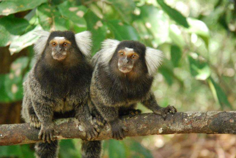 Oxytocin nose-drop brings marmoset partners closer