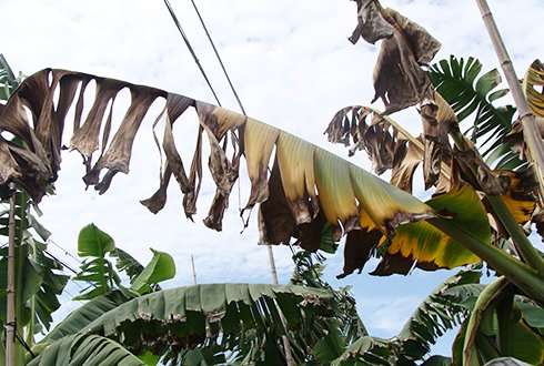 Panama disease detected in banana plantations in Pakistan and Lebanon