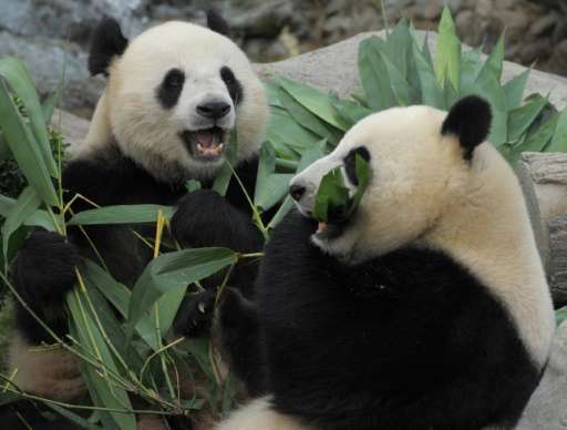 Pandas Le Le and Ying Ying (right) chew on bamboo shoots on their joint fourth birthday at Ocean Park in Hong Kong on August 9, 