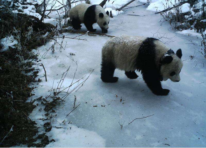 Pandas set their own pace, tracking reveals