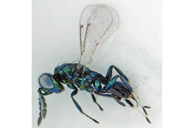 Parasite vs. invader: New endoparasitoid wasp can save the Dominican Republic economy