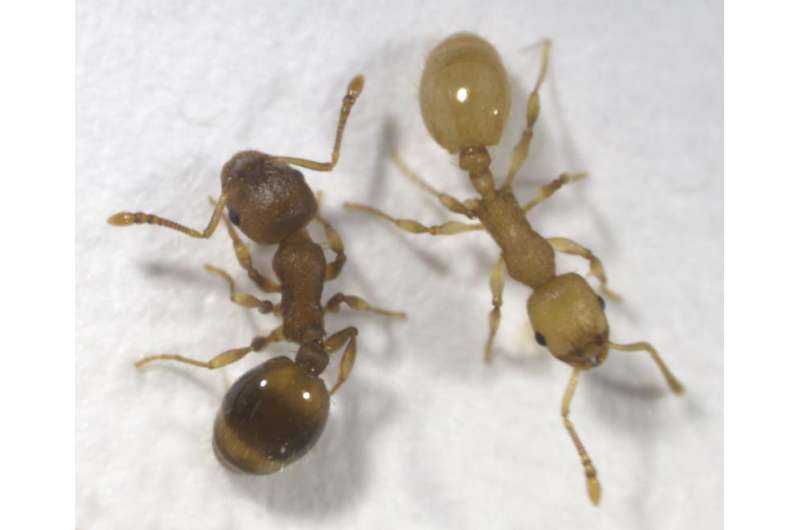 Parasitic tapeworm influences behavior and lifespan of uninfected members of ant colonies