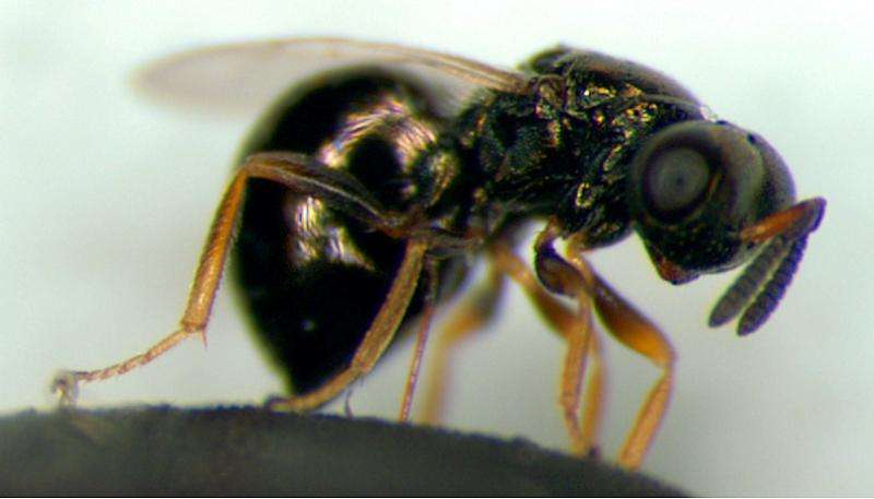 Parasitic wasp database explores the genetic world of tiny stingers