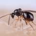 Parasitoid wasps can count hidden competitors through taste sensors