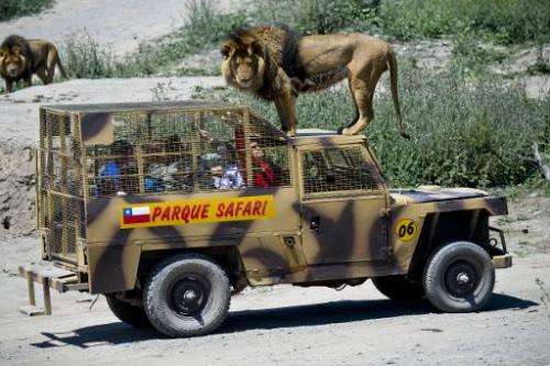 Turning tables, Chile zoo rescues animals, cages visitors
