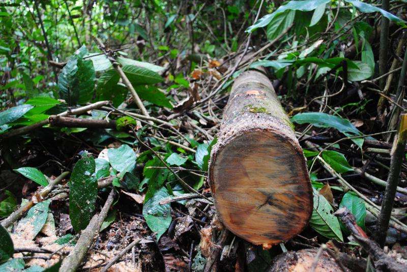 Partially logged rainforests could be emitting more carbon than previously thought