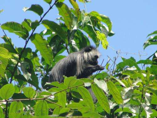 Passive acoustic monitoring method for the detection of chimpanzees and two monkey species