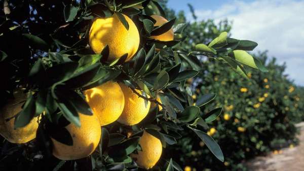 Peel research bolsters oranges’ thick skin