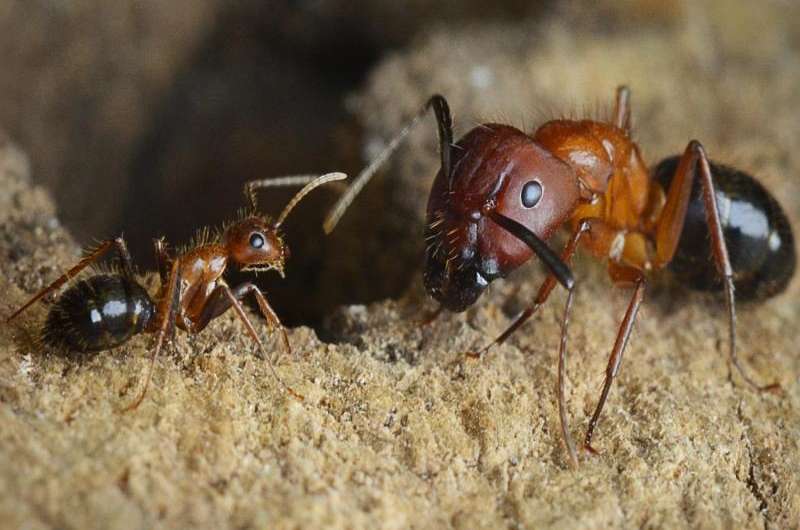 Penn-led team reprograms social behavior in carpenter ants using epigenetic drugs