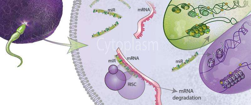 Penn: Stressed dads affect offspring brain development through sperm microRNA