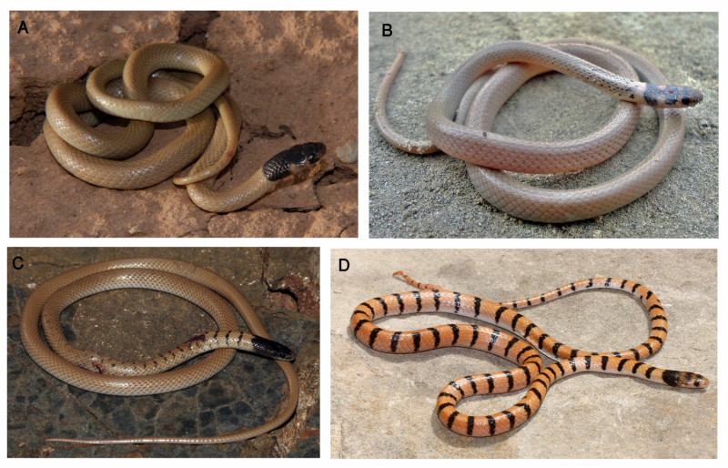 Persian dwarf snake consists of 6 species, scientists discover