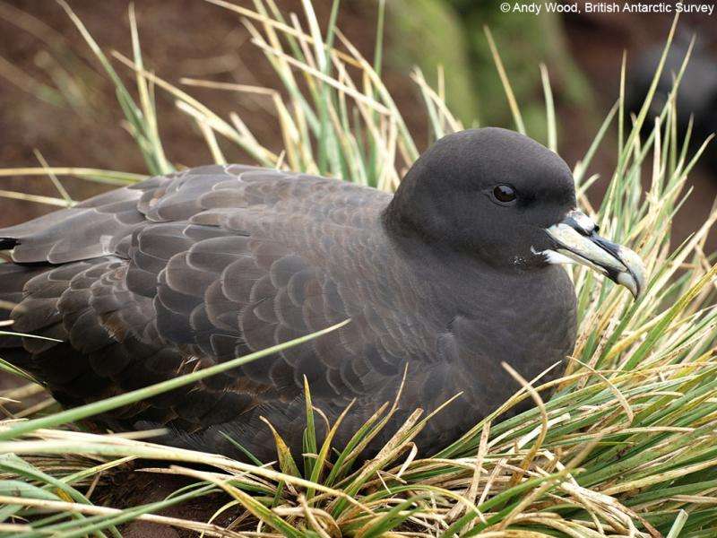 Petrels tracked across the Oceans