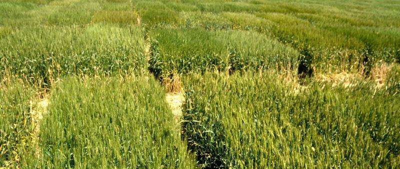 Phenotyping wheat breeding lines takes on new look