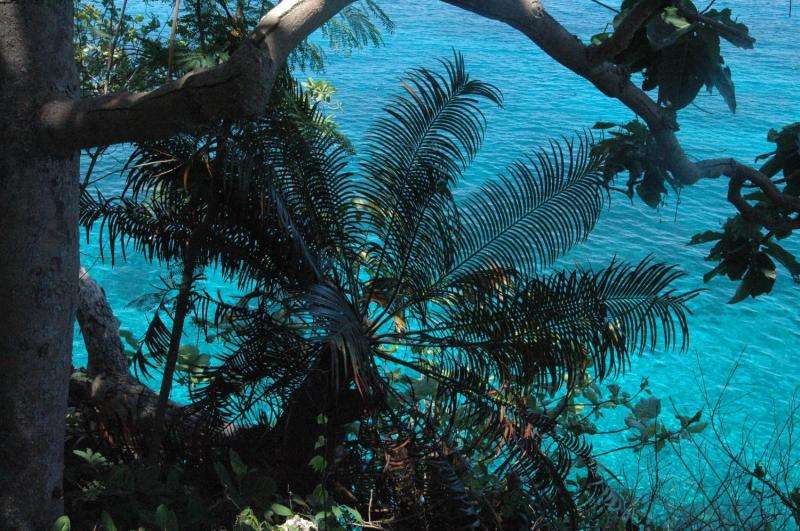 Philippine coastal zone research reveals tropical cyclone disruption of nutrient cycling