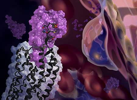 Pictured together for the first time: A chemokine and its receptor