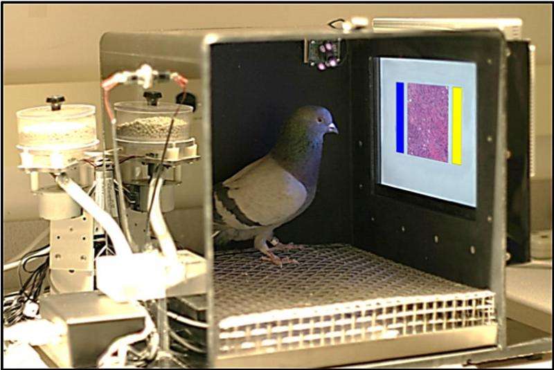 Pigeons may provide insights on how pathologists, radiologists acquire visual skills