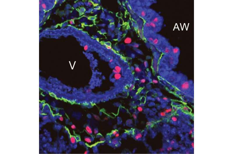 Pinpointing gene that regulates repair and regeneration in adult lungs